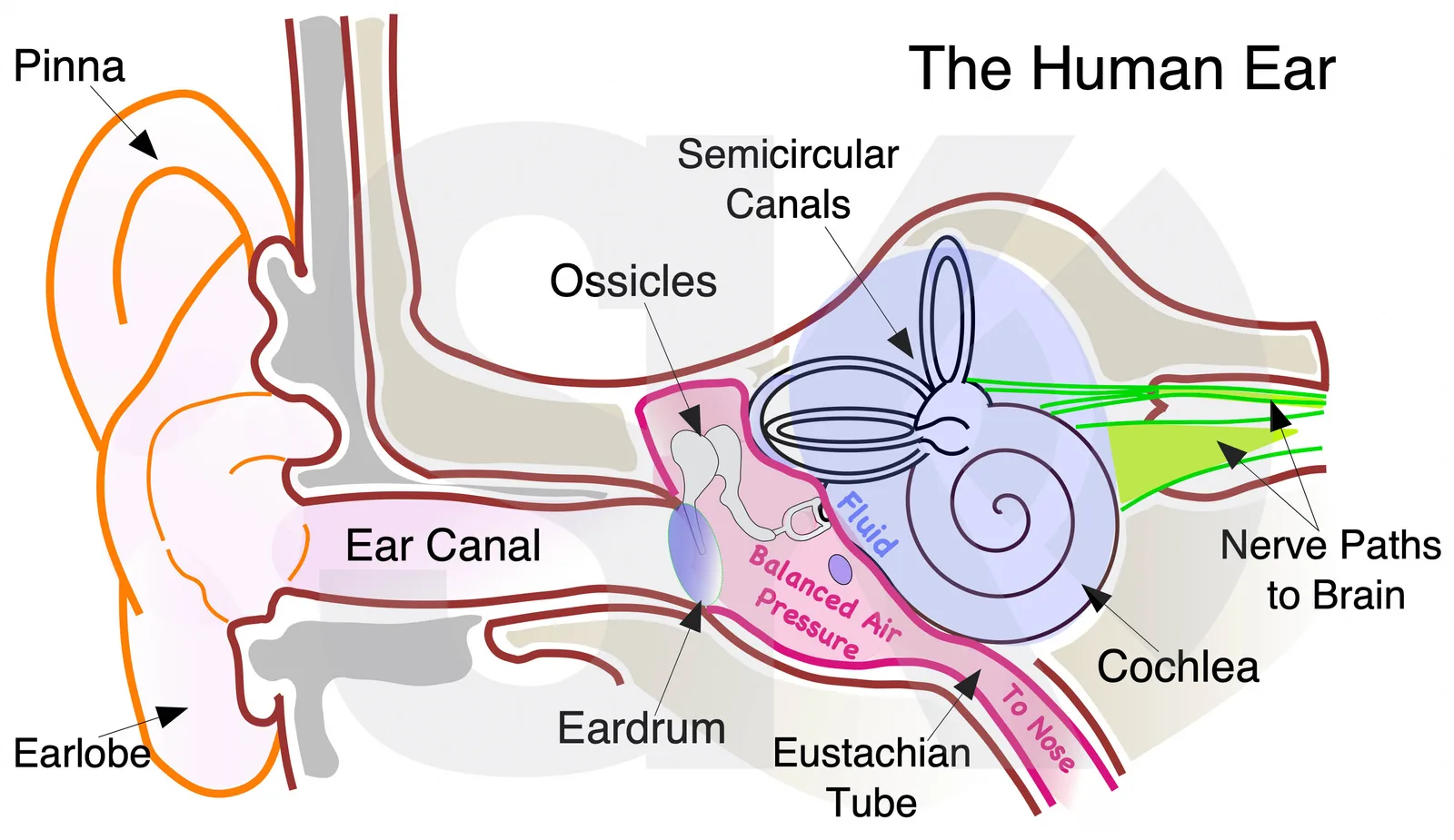 The Human Ear